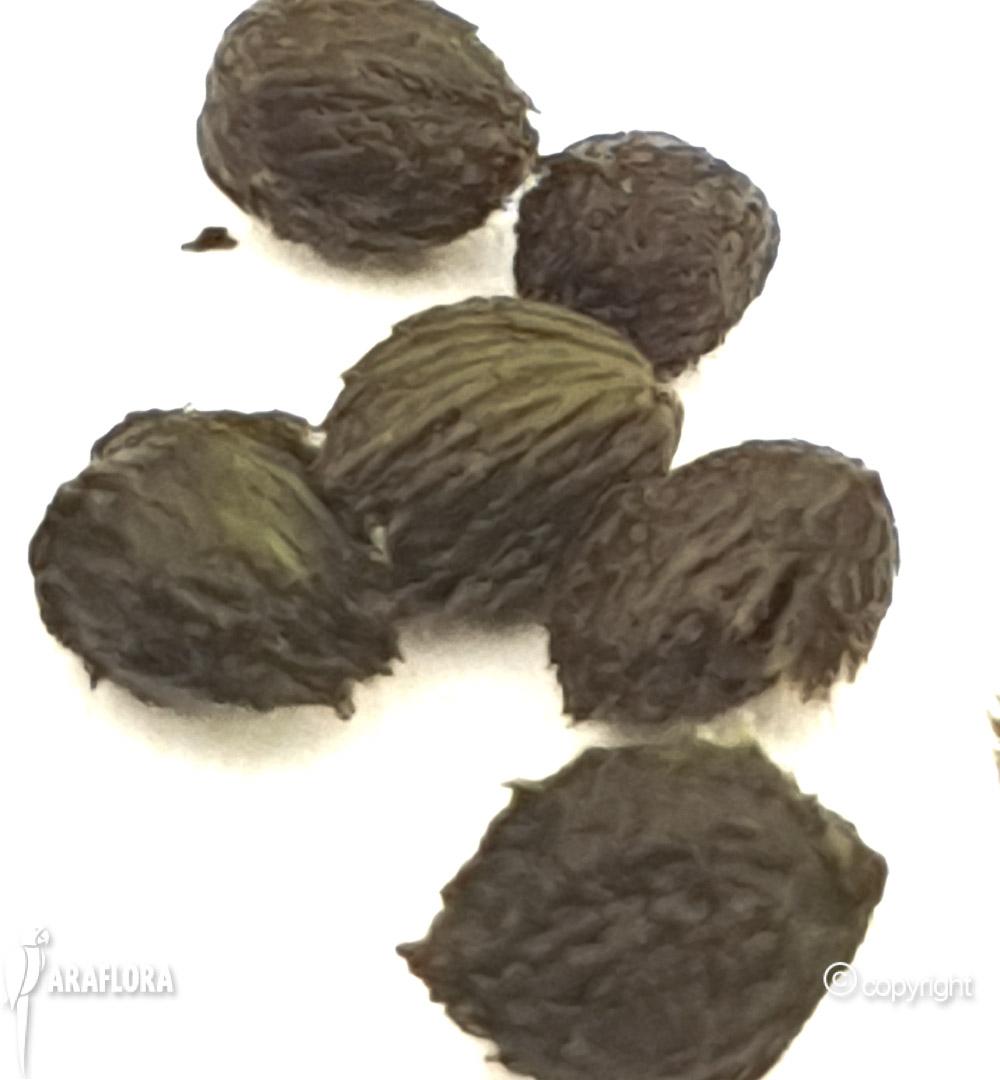 Utricularia australis gemmae-7