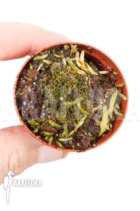 Utricularia prehensilis