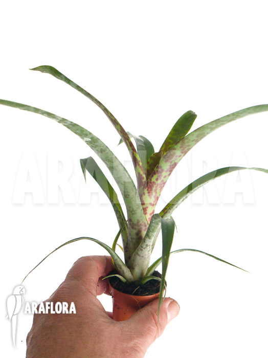 Vriesea pardalina ‘Lacy’