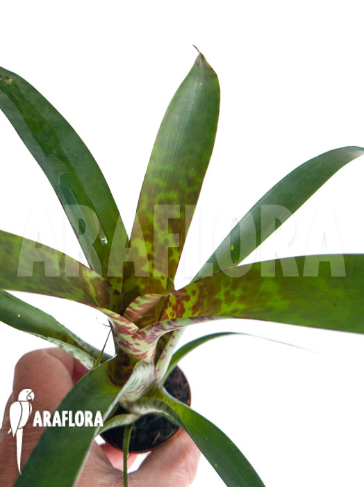 Vriesea pardalina ‘Lacy’