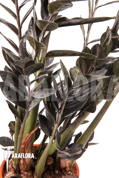 Zamioculcas zamiifolia ‘Raven’