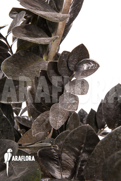 Zamioculcas zamiifolia ‘Raven’