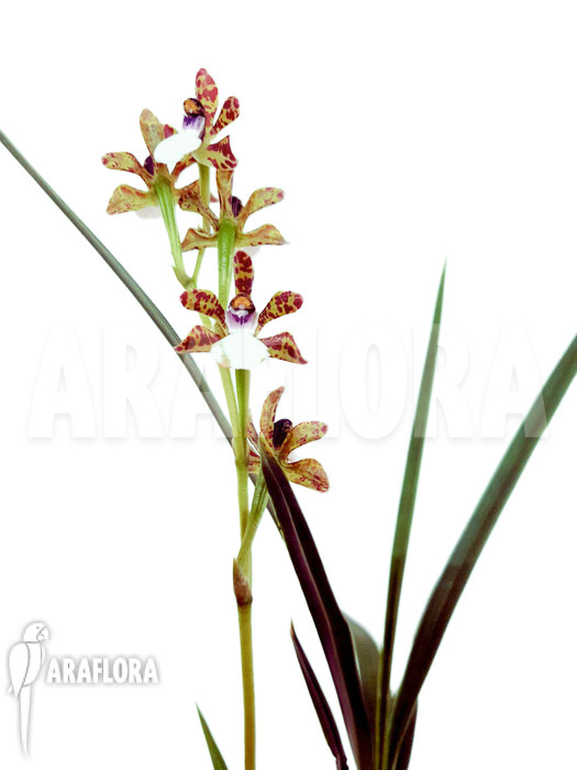 Zygopetalum microphytum