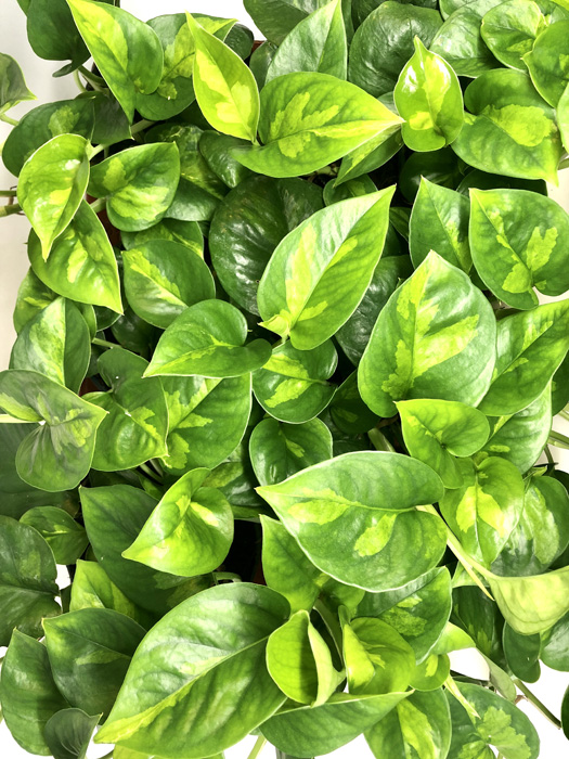 Epipremnum aureum ‘Global Green’