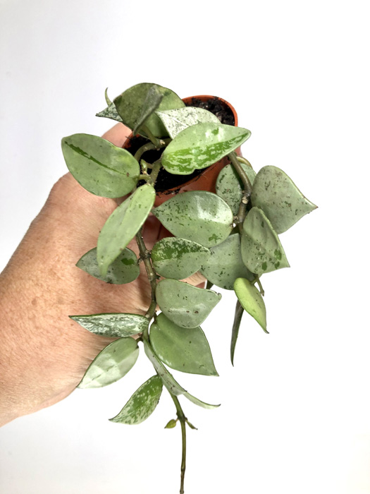 Hoya krohniana ‘eskimo’  ‘S’