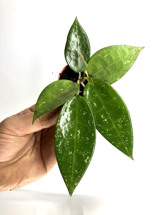 Hoya parasitica ‘Black edge’  ‘S’