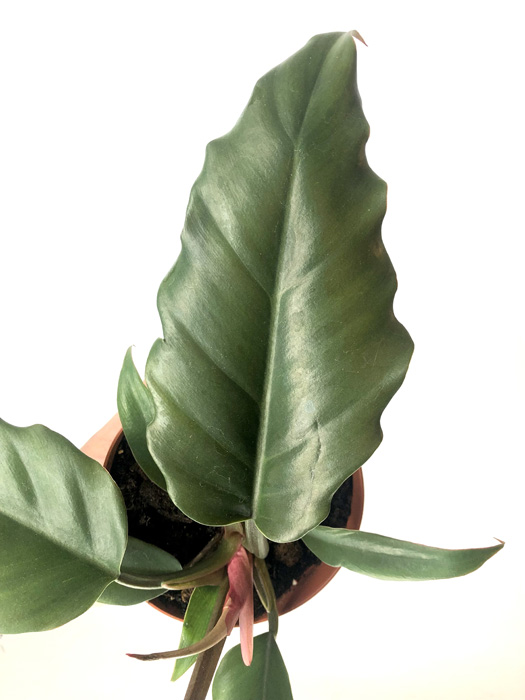 Philodendron ‘Saw’