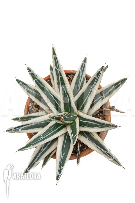 Agave victoriae reginae ‘White rhino’