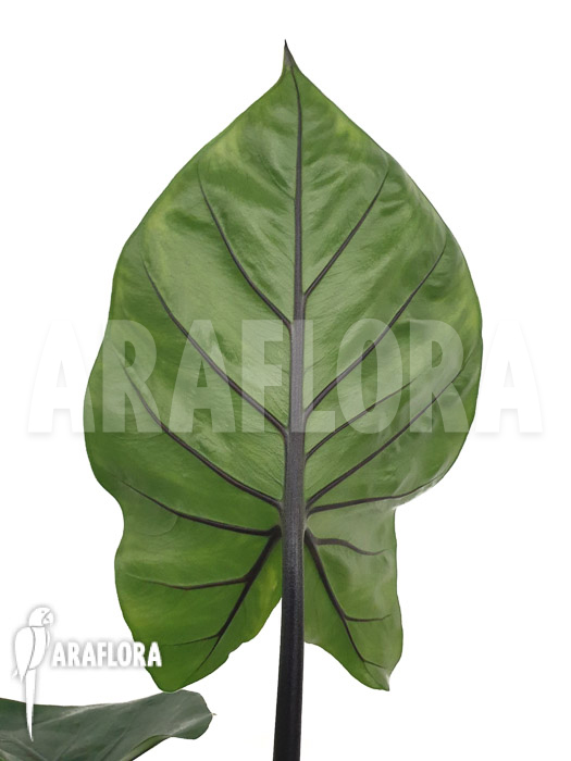 Alocasia ‘Black cobra’