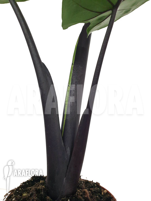 Alocasia ‘Black cobra’