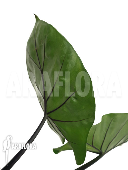 Alocasia ‘Black cobra’