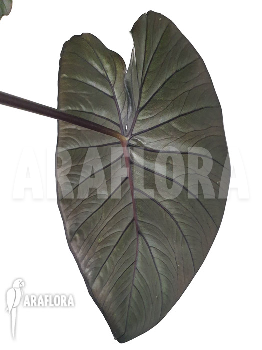 Alocasia ‘Chocolat green’