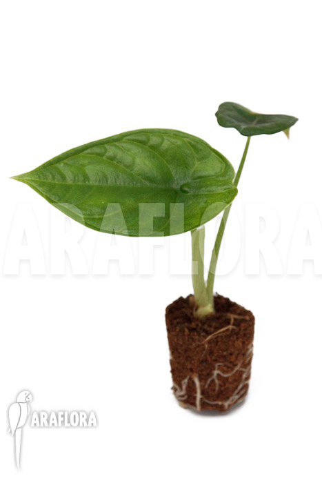 Alocasia ‘Dragon Scale Round form’ ‘Plug’