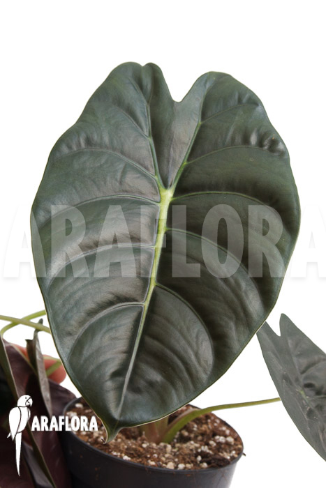 Alocasia ‘Golden Bone’