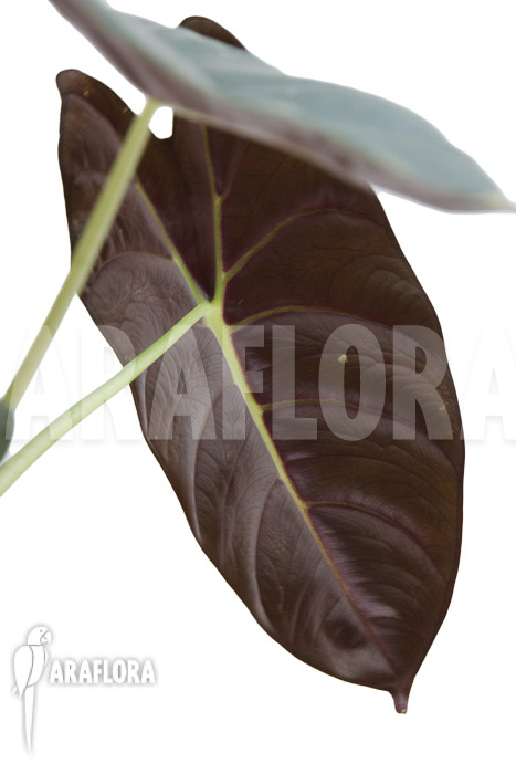 Alocasia ‘Golden Bone’