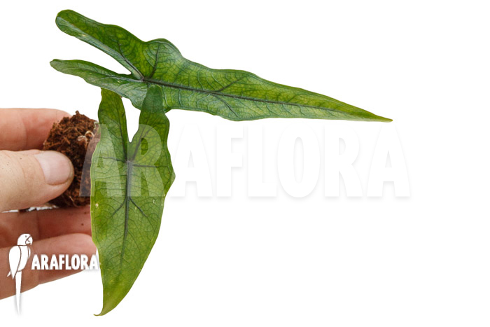 Alocasia ‘Jacklyn Narrow’ ‘Plug’