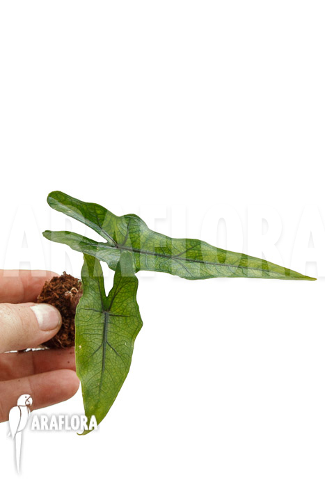 Alocasia ‘Jacklyn Narrow’ ‘Plug’