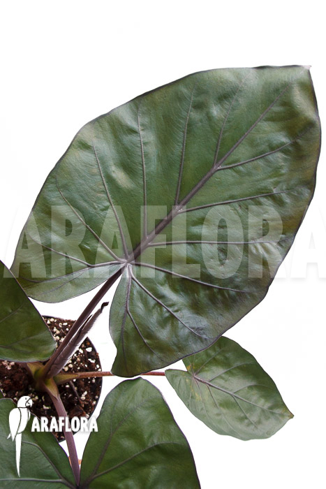 Alocasia ‘Metalhead’
