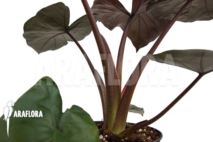 Alocasia ‘Metalhead’