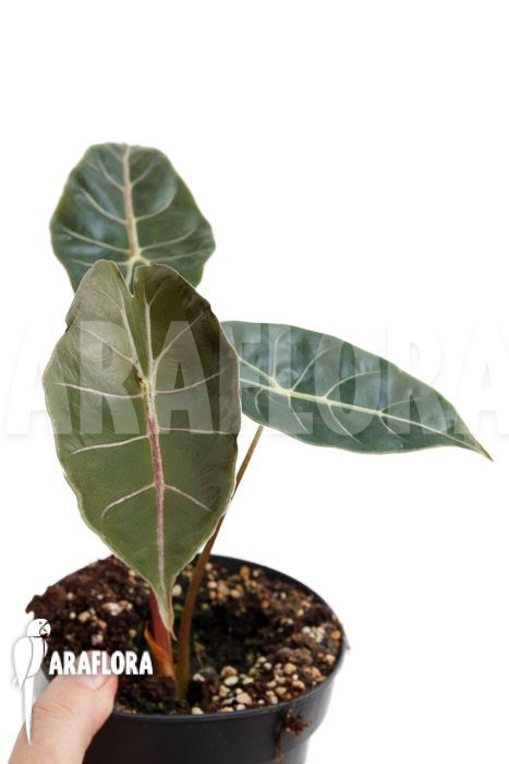 Alocasia ‘Purple Prince’