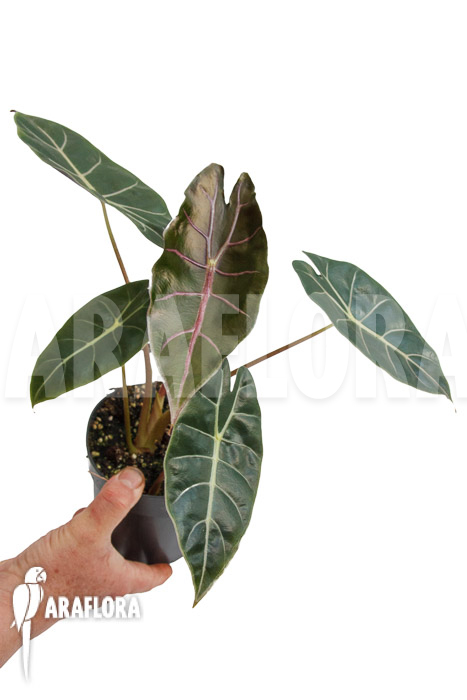 Alocasia ‘Purple Prince’