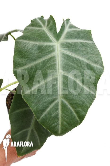 Alocasia ‘Silver Feathers’