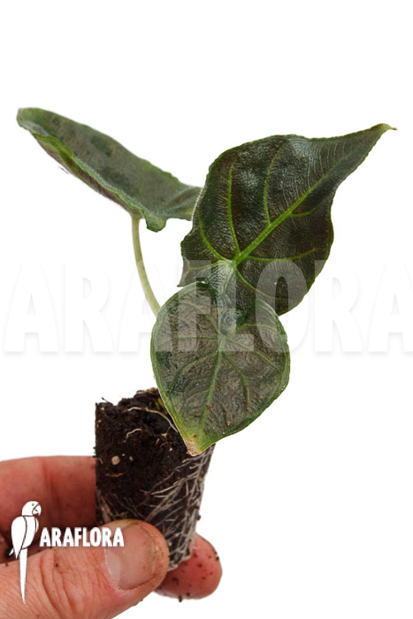 Alocasia chienlii ‘antoro velvet’ ‘Plug’