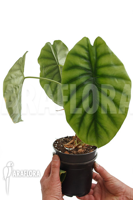 Alocasia clypeolata ‘Green Shield’