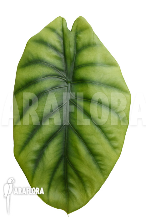 Alocasia clypeolata ‘Green Shield’
