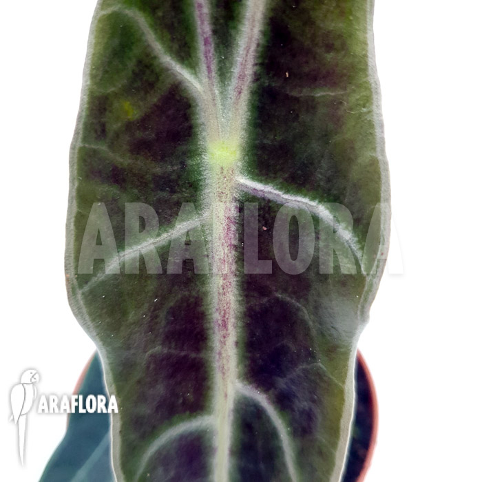 Alocasia longiloba ‘purple’