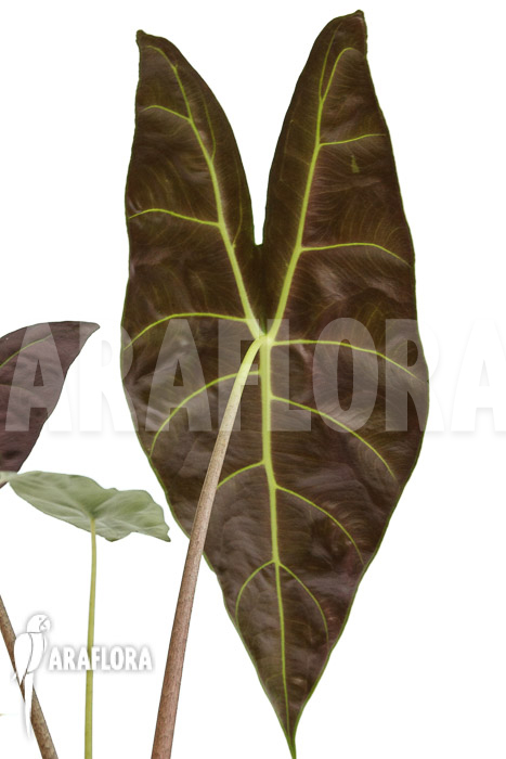 Alocasia longiloba ‘Silver’