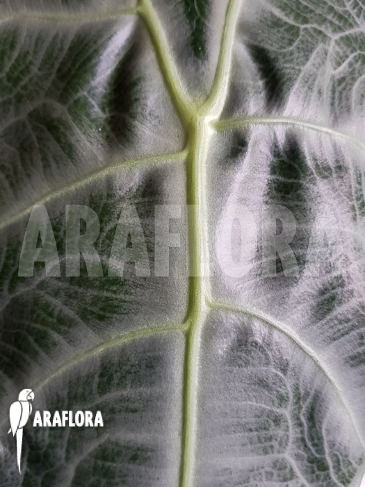Alocasia longiloba ‘Silver’