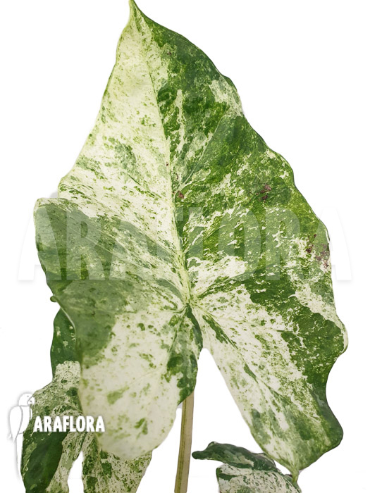 Alocasia macrorrhizos ‘Splash’