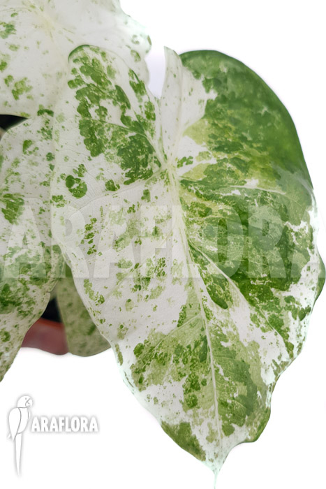 Alocasia macrorrhizos ‘Splash’ ‘M’