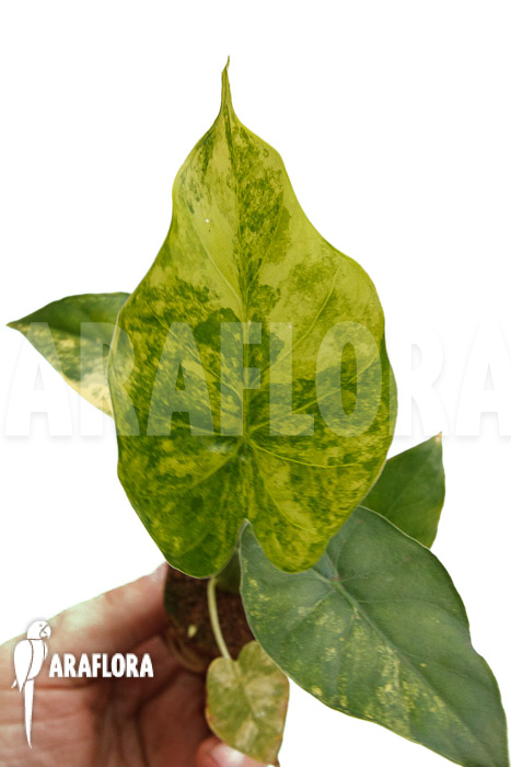 Alocasia odora aureovariegata