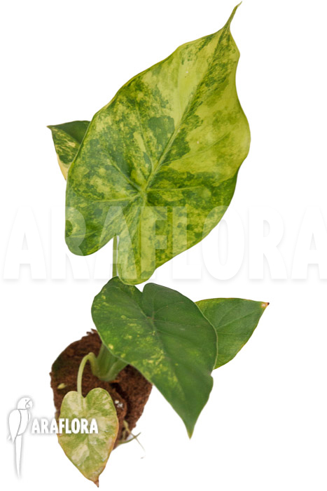 Alocasia odora aureovariegata