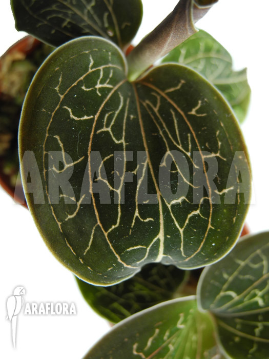 Anoectochilus chapaensis