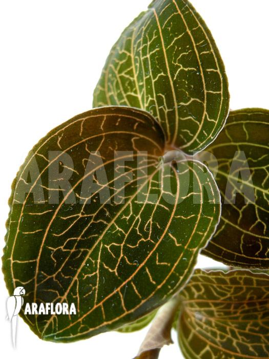 Anoectochilus reinwardtii