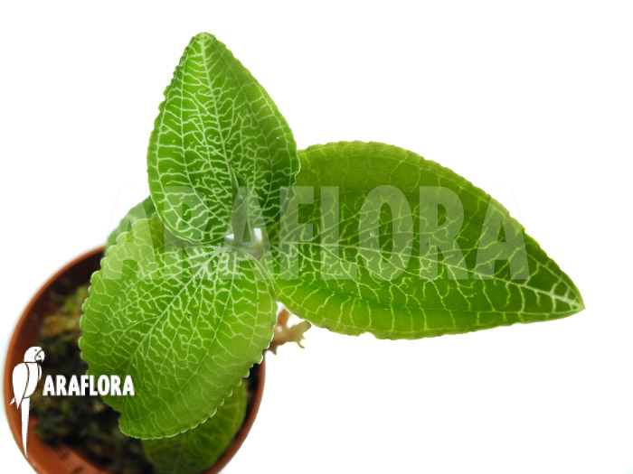 Anoectochilus species Green