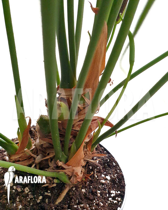 Anthurium pedatoradiatum ‘XL’