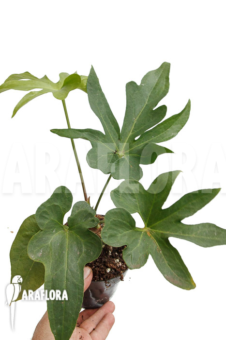 Anthurium podophyllum