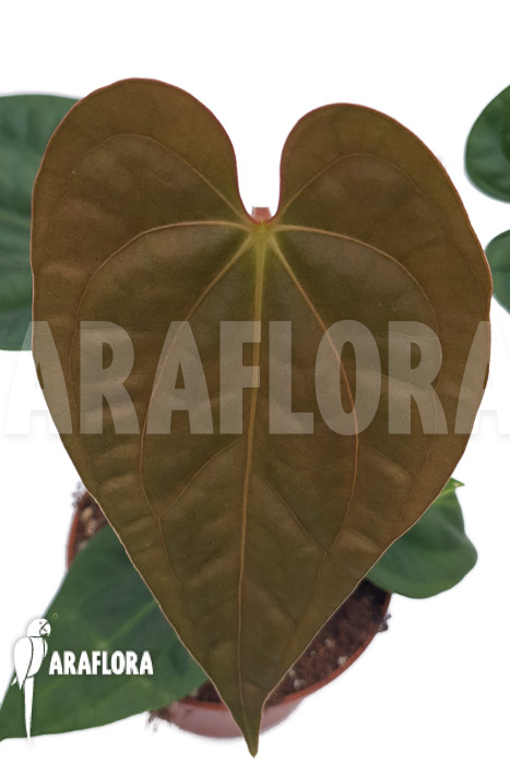 Anthurium regale x luxurians