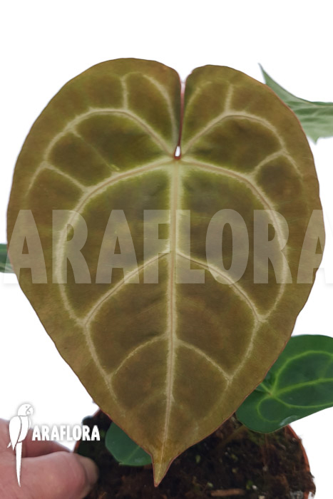 Anthurium regale x magnificum