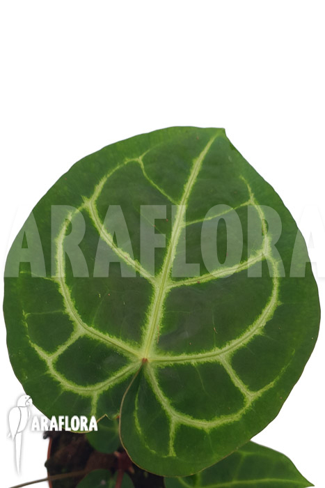 Anthurium regale x magnificum