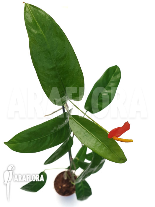 Anthurium vanderknaapii