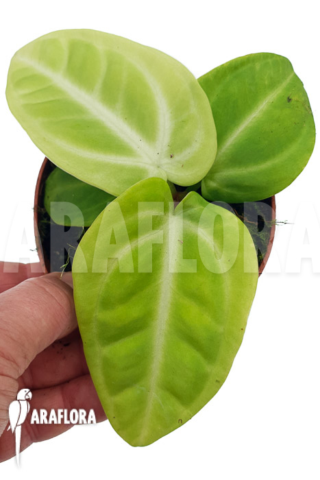 Anthurium vileaorum