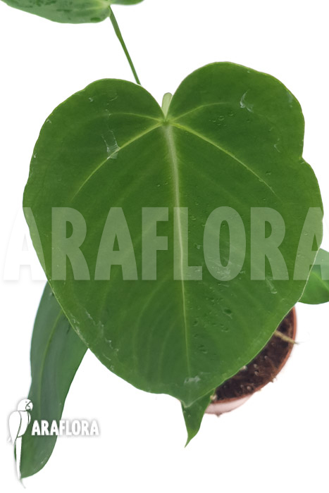 Anthurium waroquianum x waterburyanum