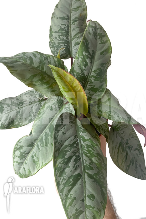 Apoballis acuminatissima ‘Lavallaei’