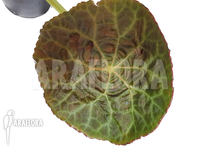 Begonia goegoensis