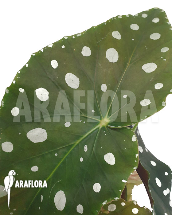 Begonia maculata ‘Mega Dot’